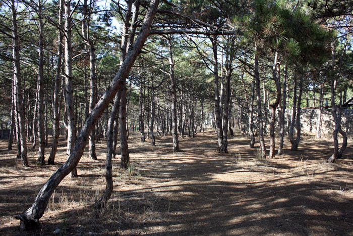 Учкуевский лес, застраиваемый коттеджами
